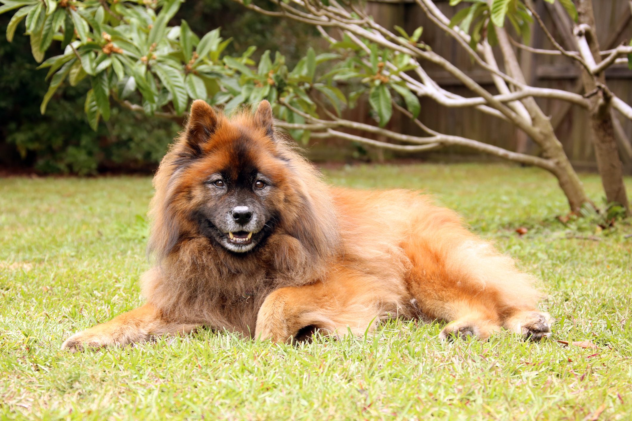 Beautiful senior Eurasier dog relaxing in the grass