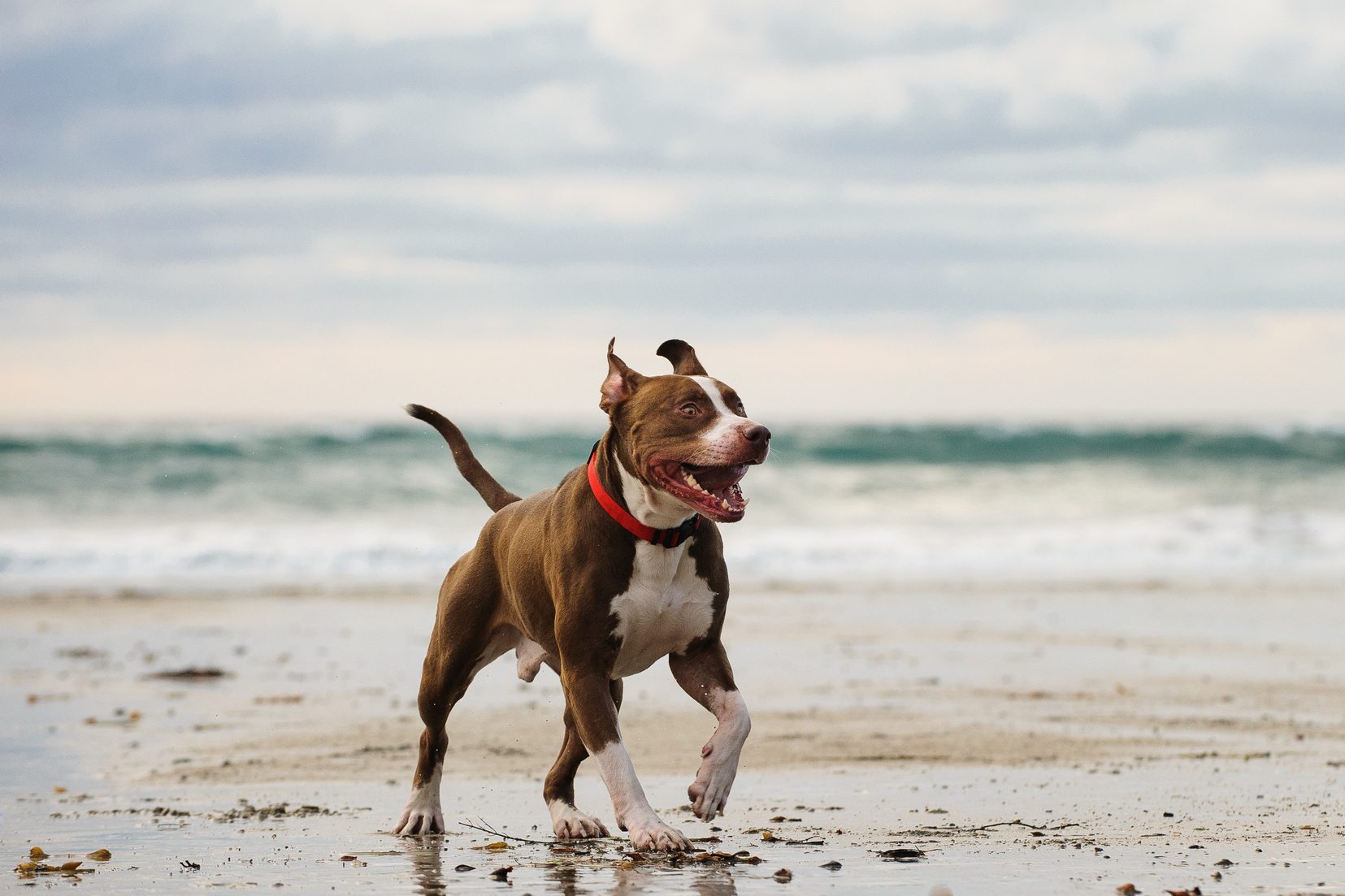 American Pit Bull Terrier Walking On Sea Shore