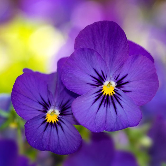 Viola flowers
