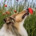 12 Dog Breeds with Long Noses You'll Loveâ€”No Snout About It