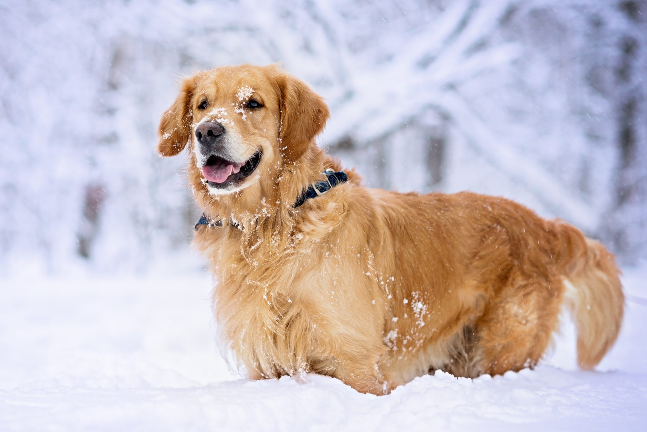 Golden Retriever dog standing in the snow in winter forest