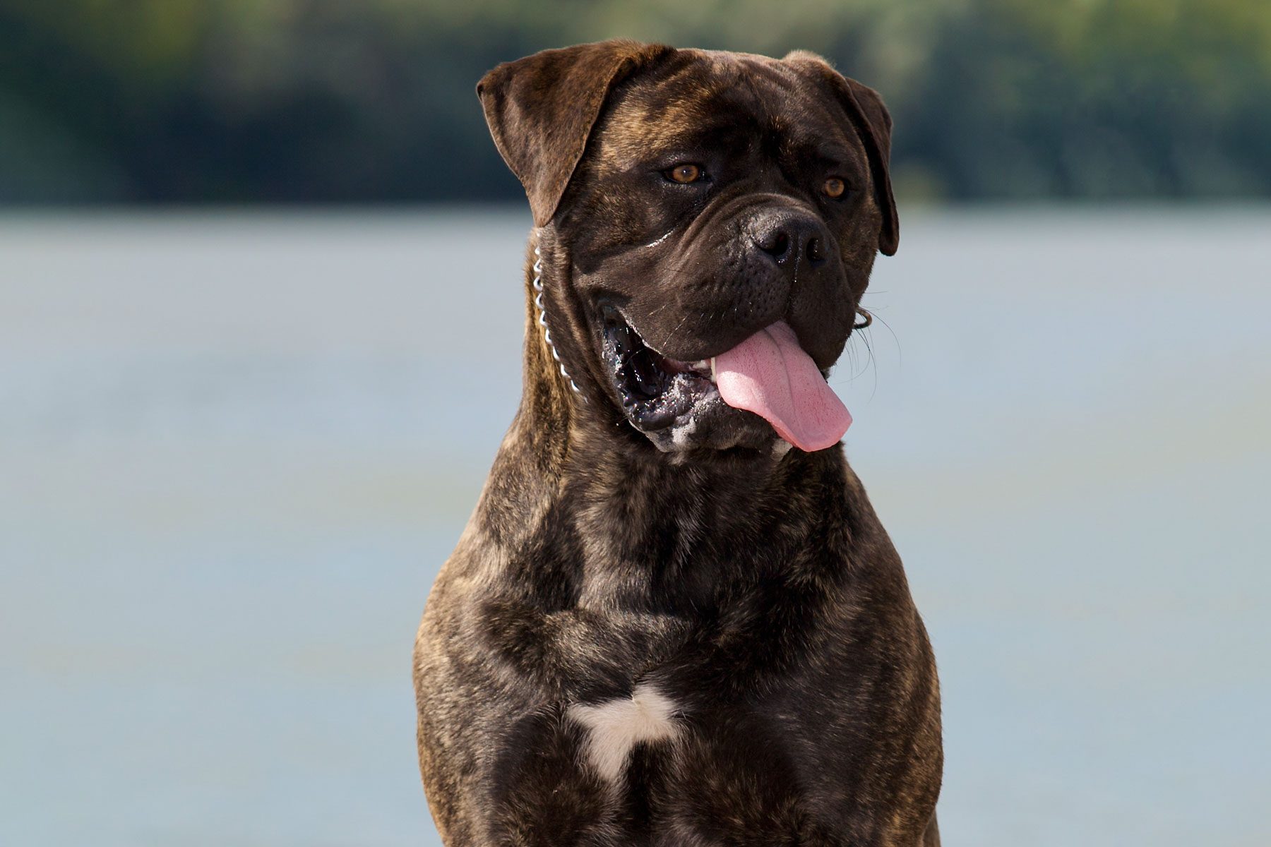 Outdoor portrait of a sitting BullMastiff dog