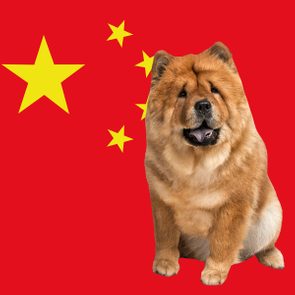 A chow chow sitting in front of a Chinese flag