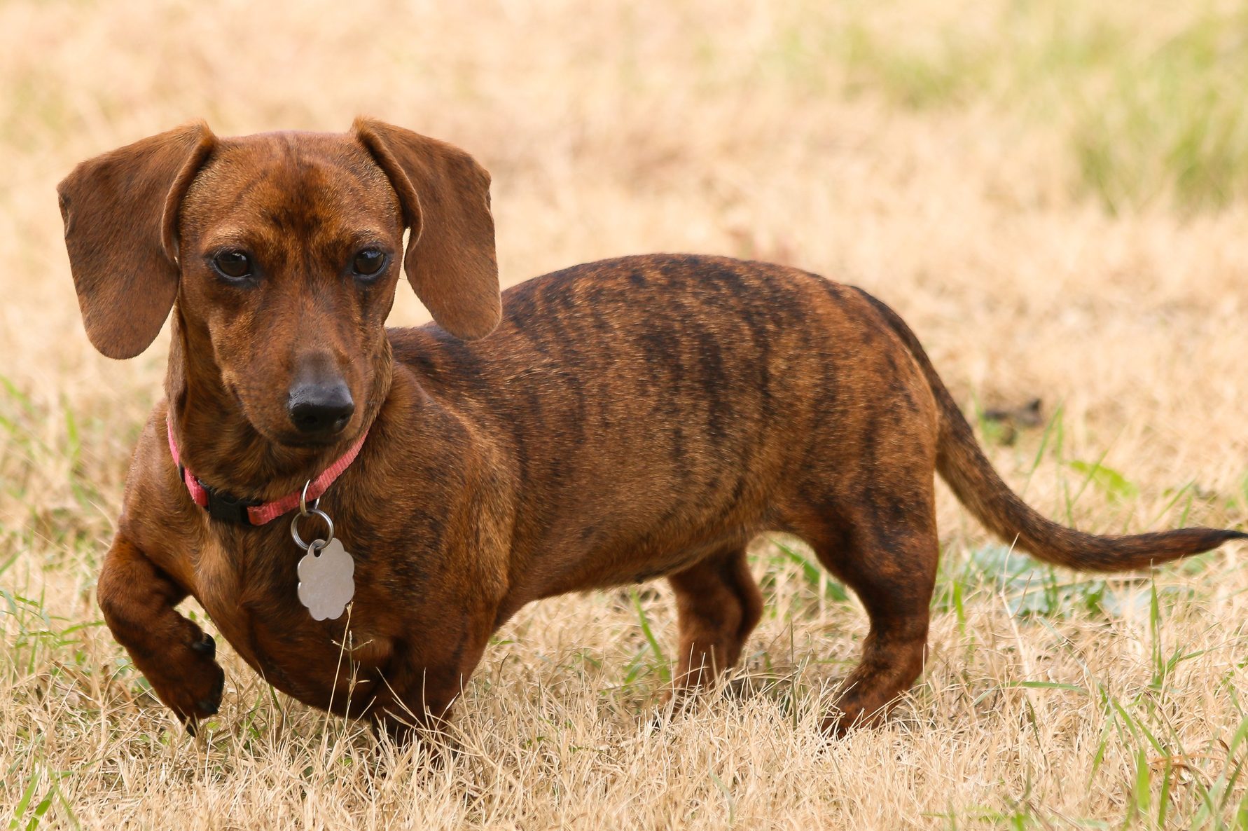 Red brindle dachshund