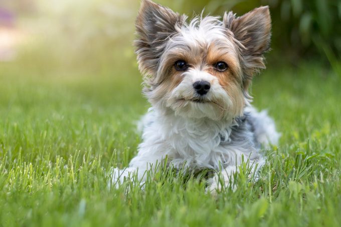 Biewer Terrier sitting on grass outside