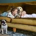 18 Best Dog Breeds for Kids