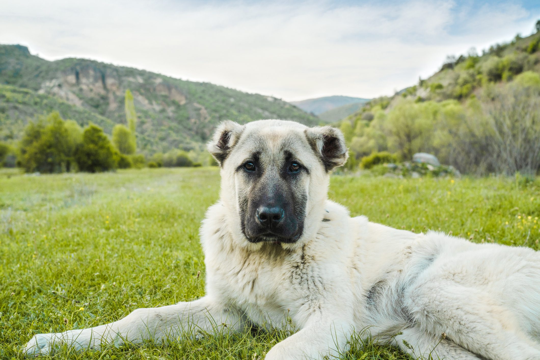 Anatolian shepherd dog sitting in grass