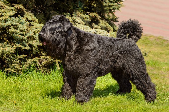Bouvier of Flanders in profile.