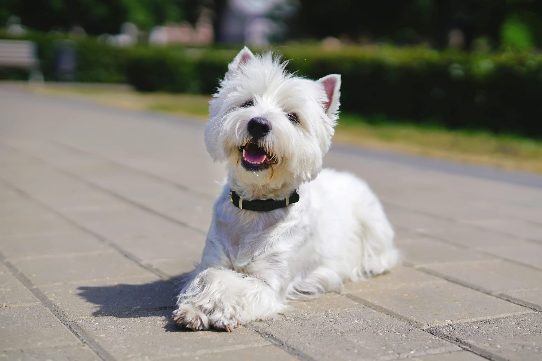 Happy West Highland White Terrier dog lying outdoors on tiles with its paws crossed in a city park in summer