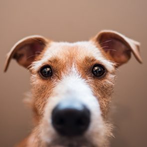 Close Up Portrait Of wire-haired Dog Against Brown Background