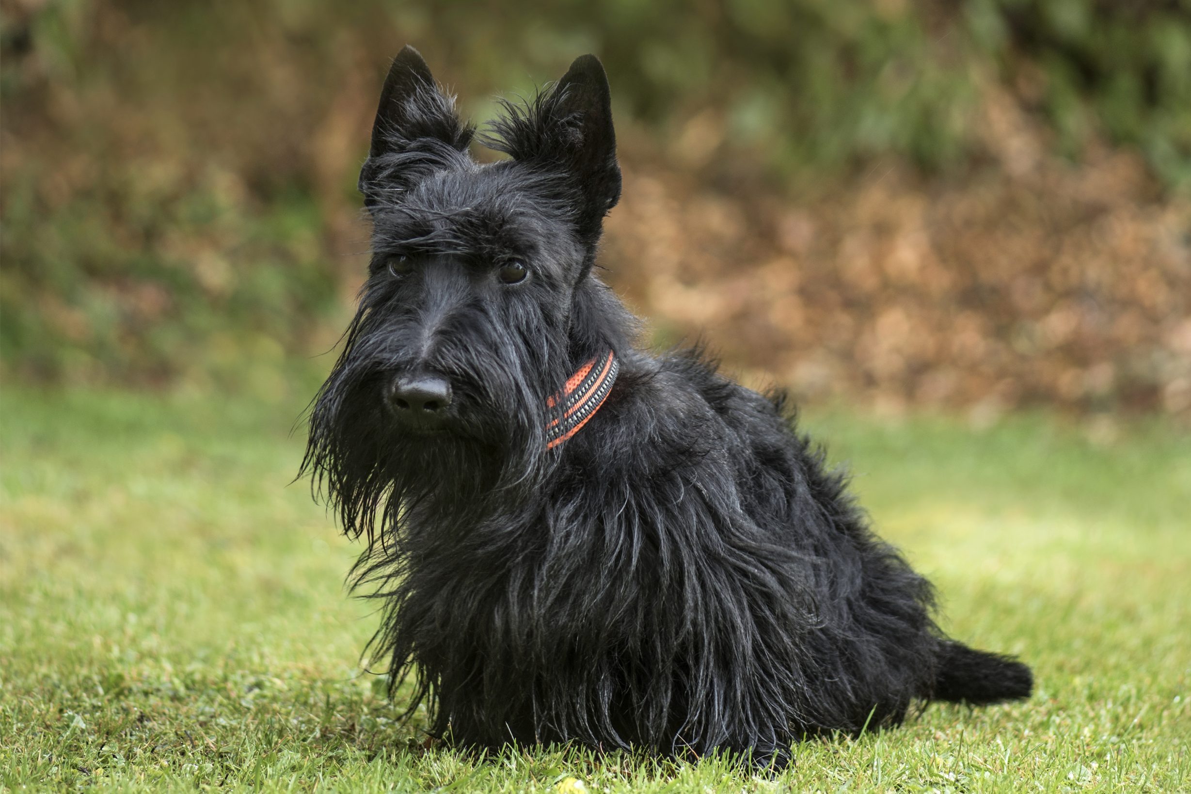 Scottish Terrier in park