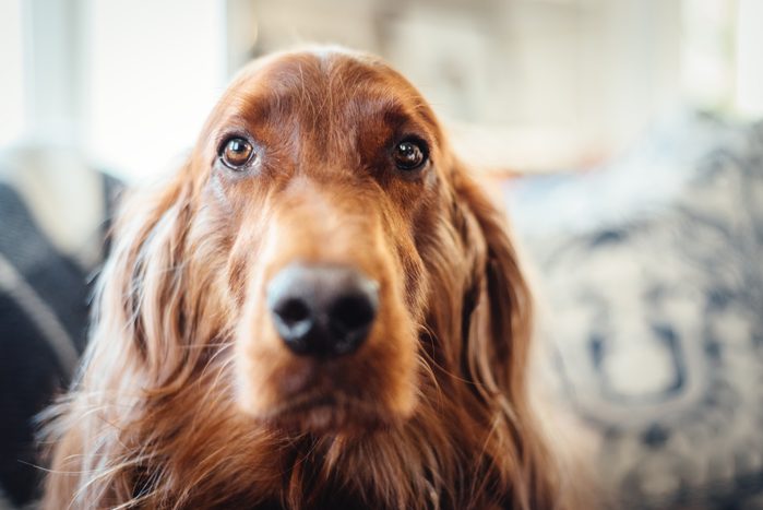 irish setter dog close up in home