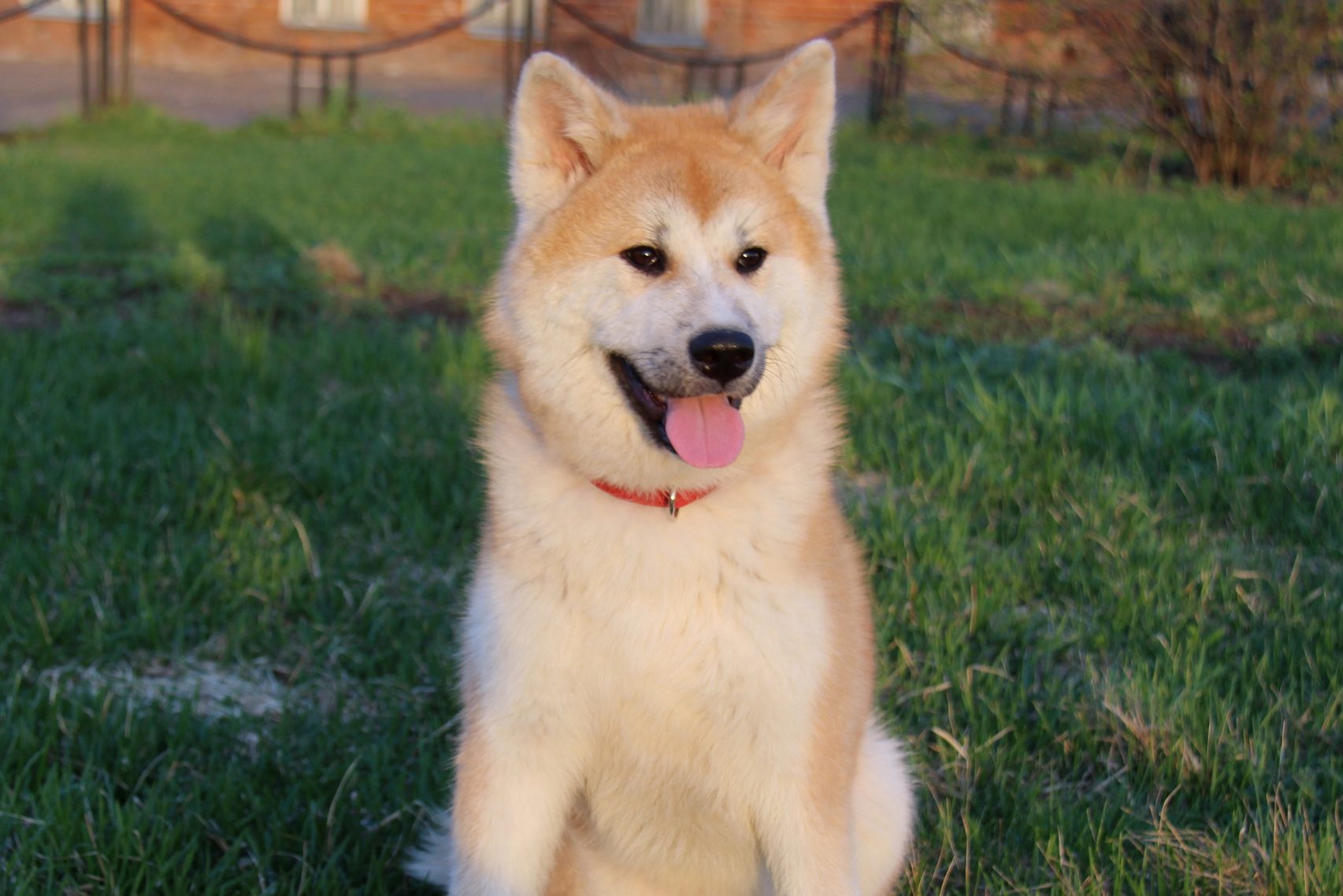 Hokkaido dog sitting on lawn