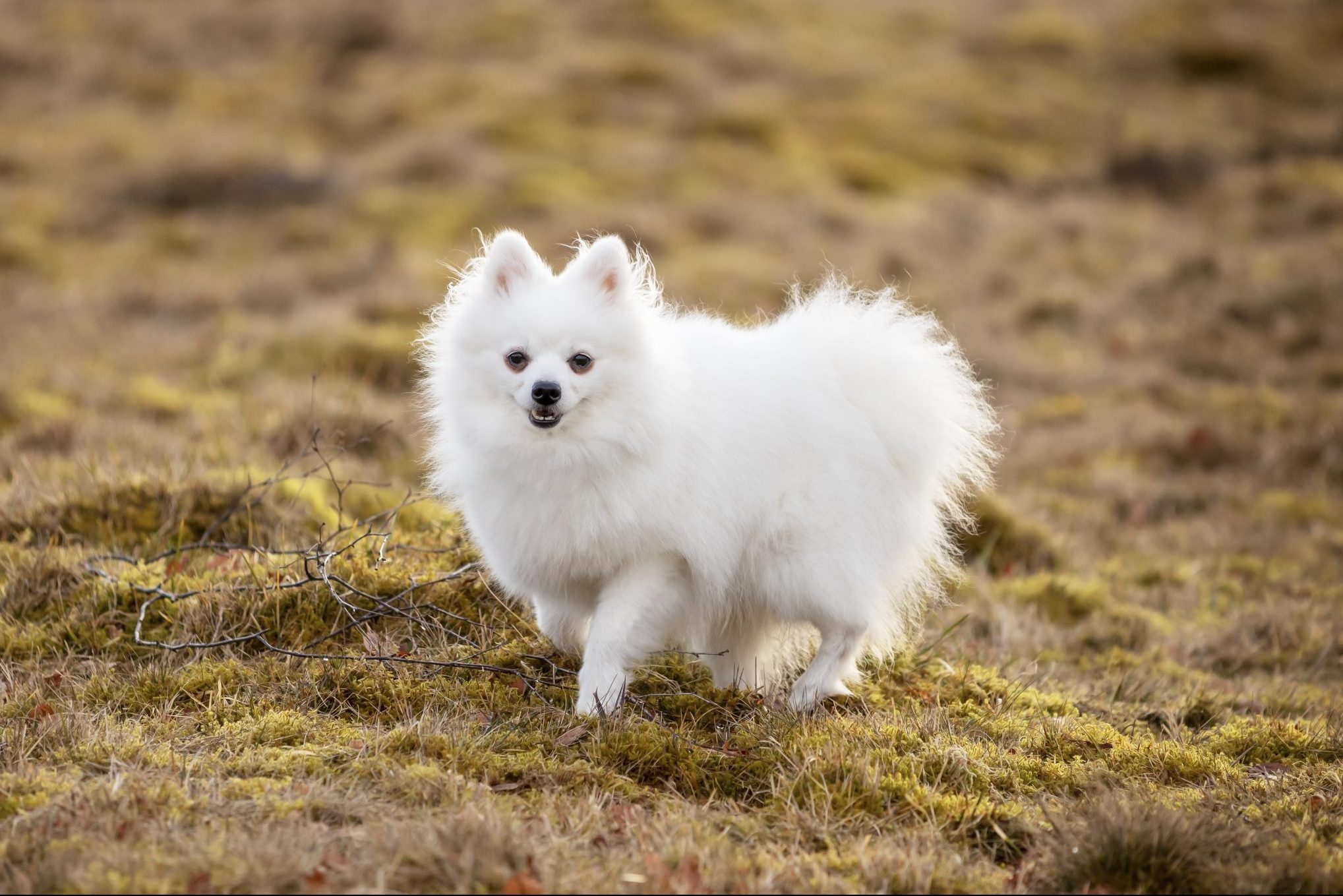 Portrait Of White Volpino Italiano Dog On Field