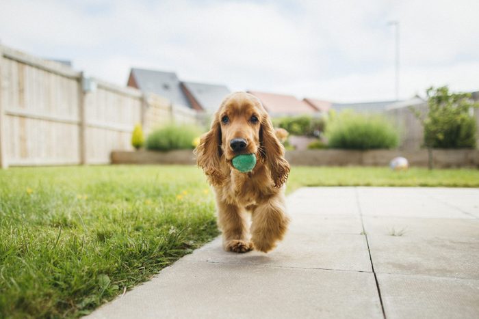 cocker spaniel Dog Playing Fetch