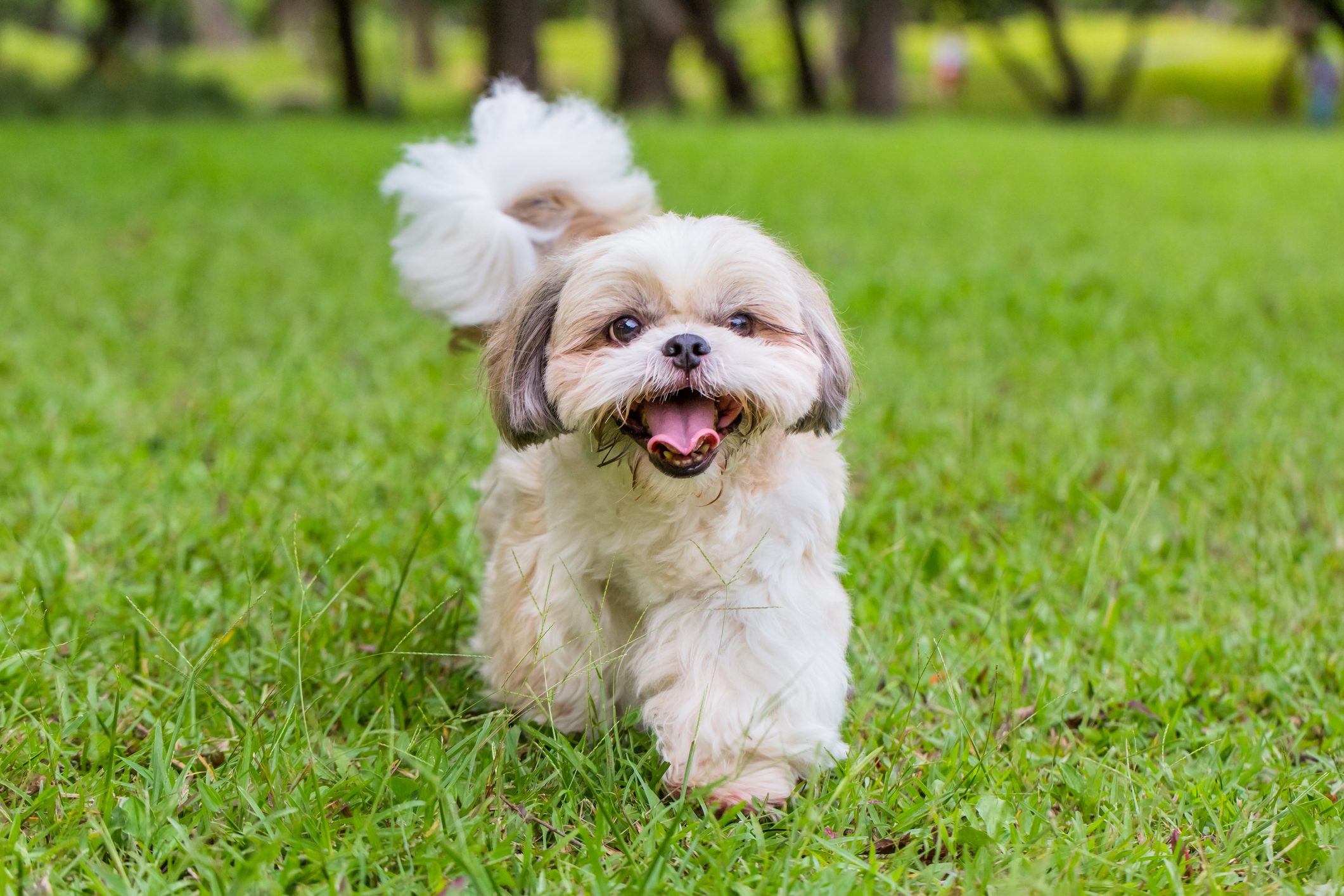 Chinese Shih Tzu dog walking in a field