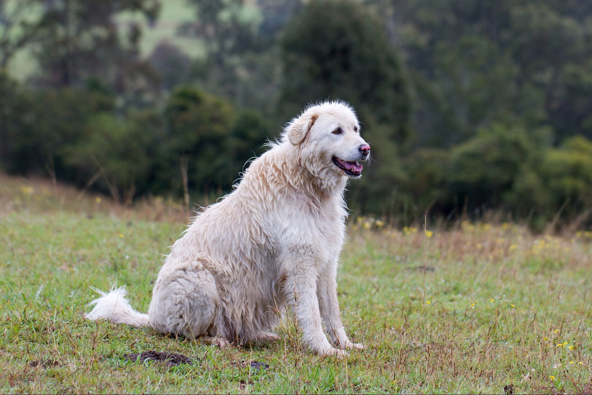 Maremma Sheepdog Sitting on Green Grass