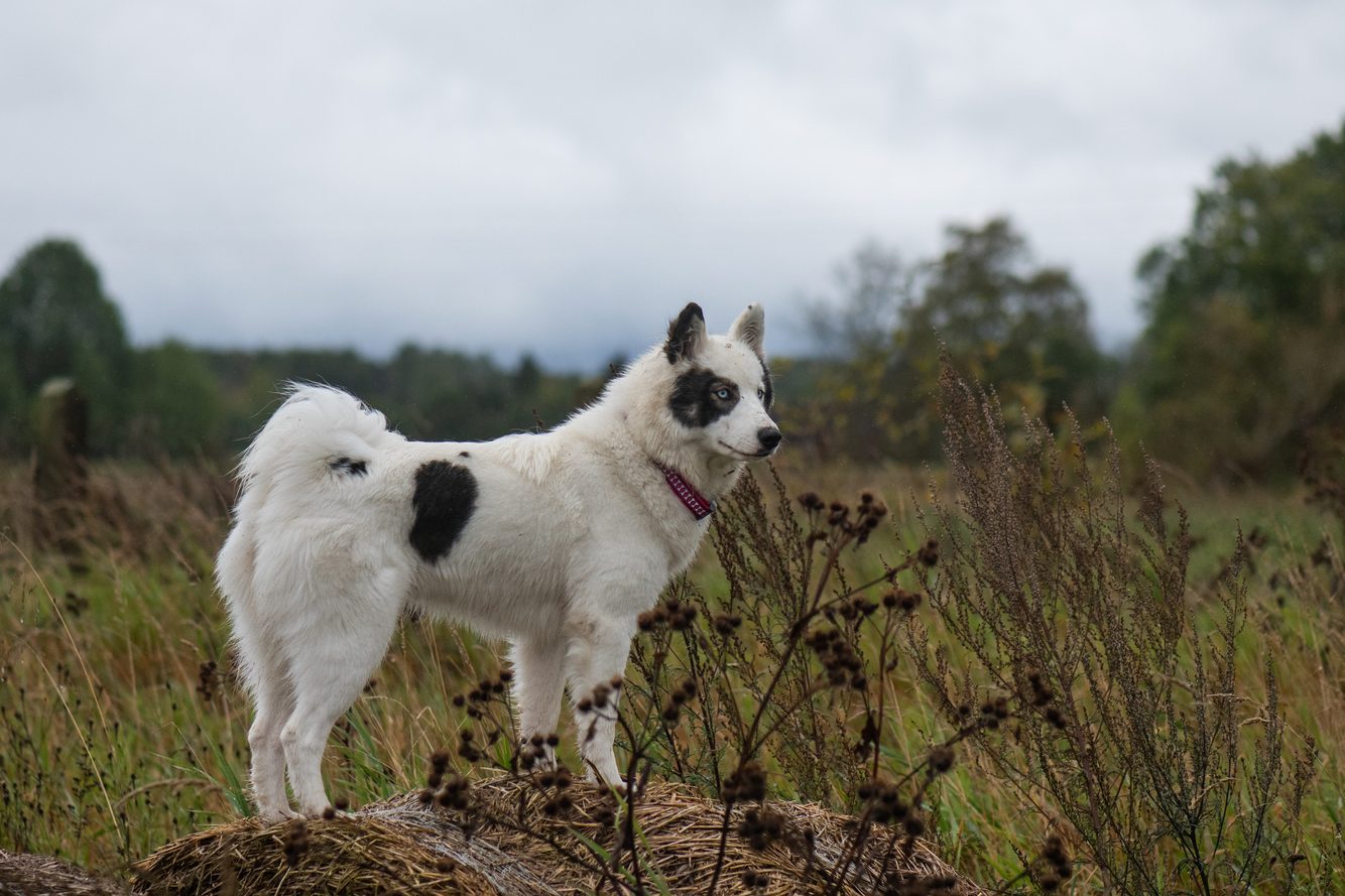 Yakutian laika dog standing on hay bale