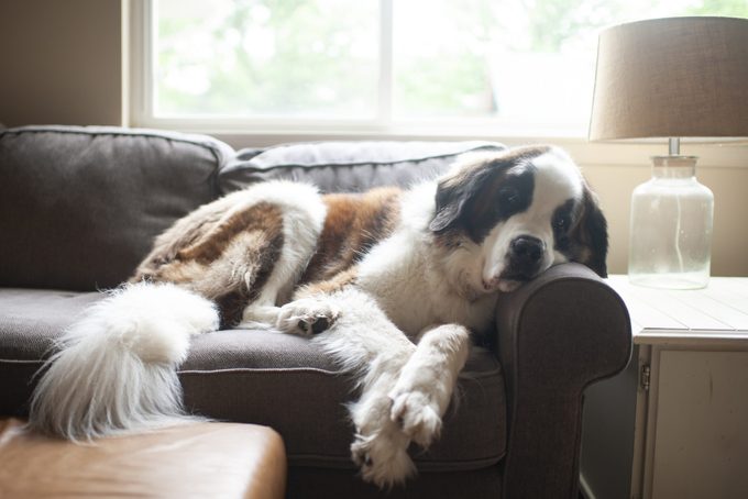 Large Saint Bernard dog resting on couch in pretty light at home