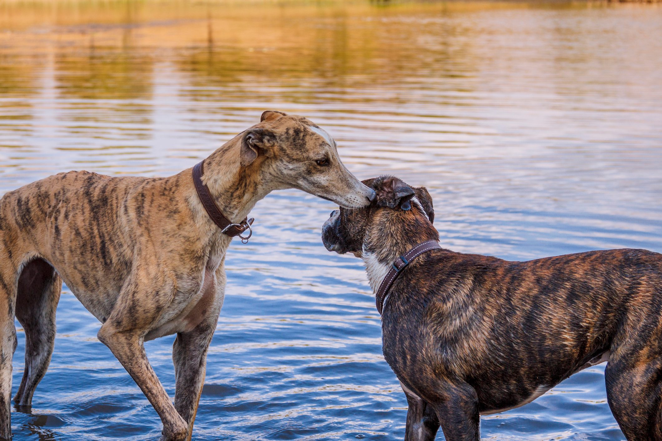 14 Adorable Brindle Dog Breeds You Need to Know