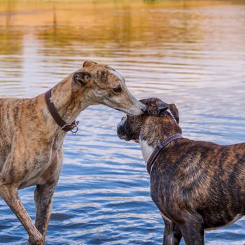 two brindle coat dogs playing in the water