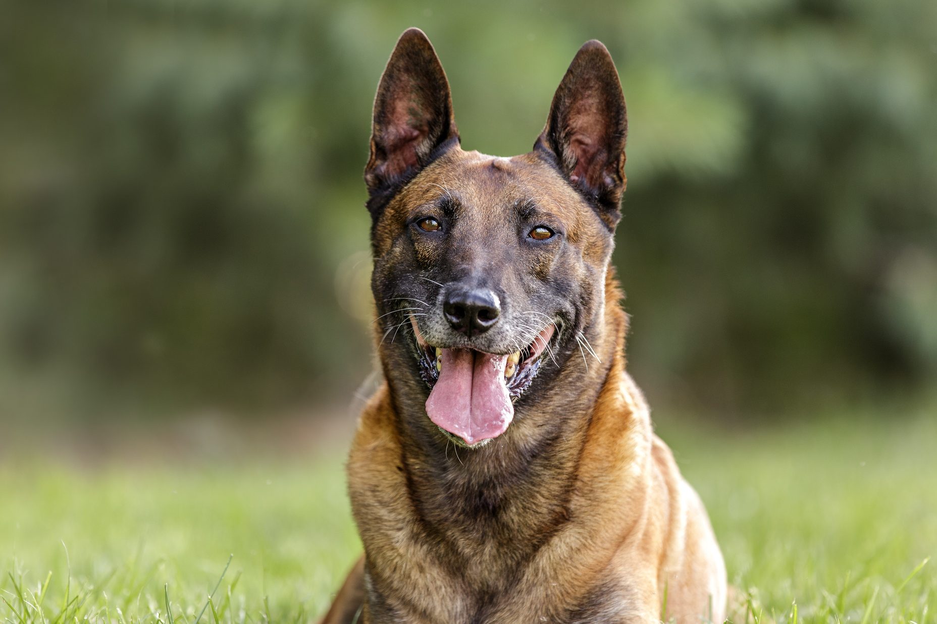 Belgian Malinois laying down by the woods