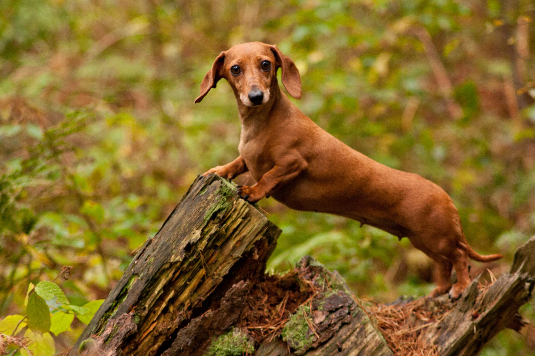 Miniature Dachshund Dog