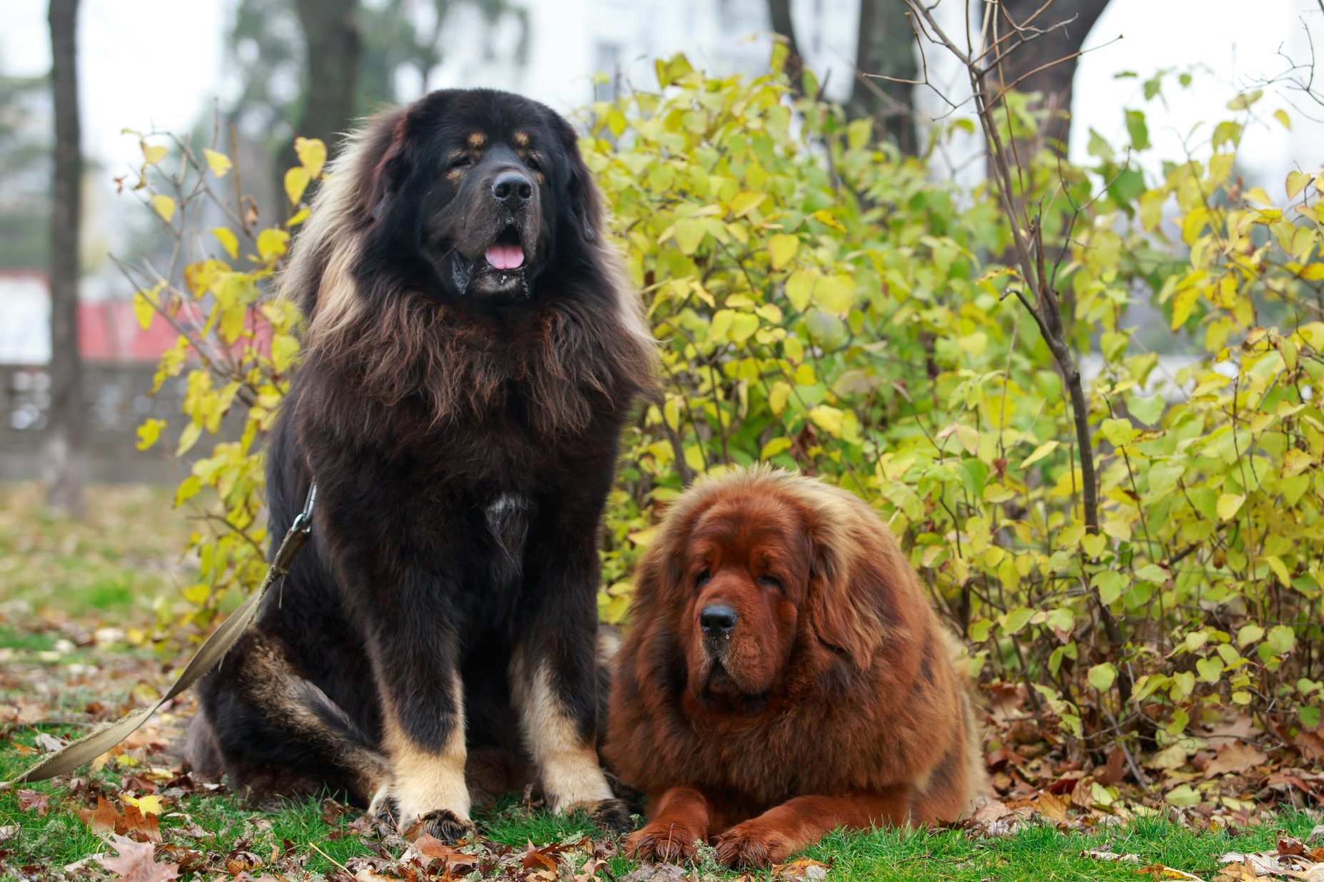 Two Tibetan Mastiffs sitting outside in the woods