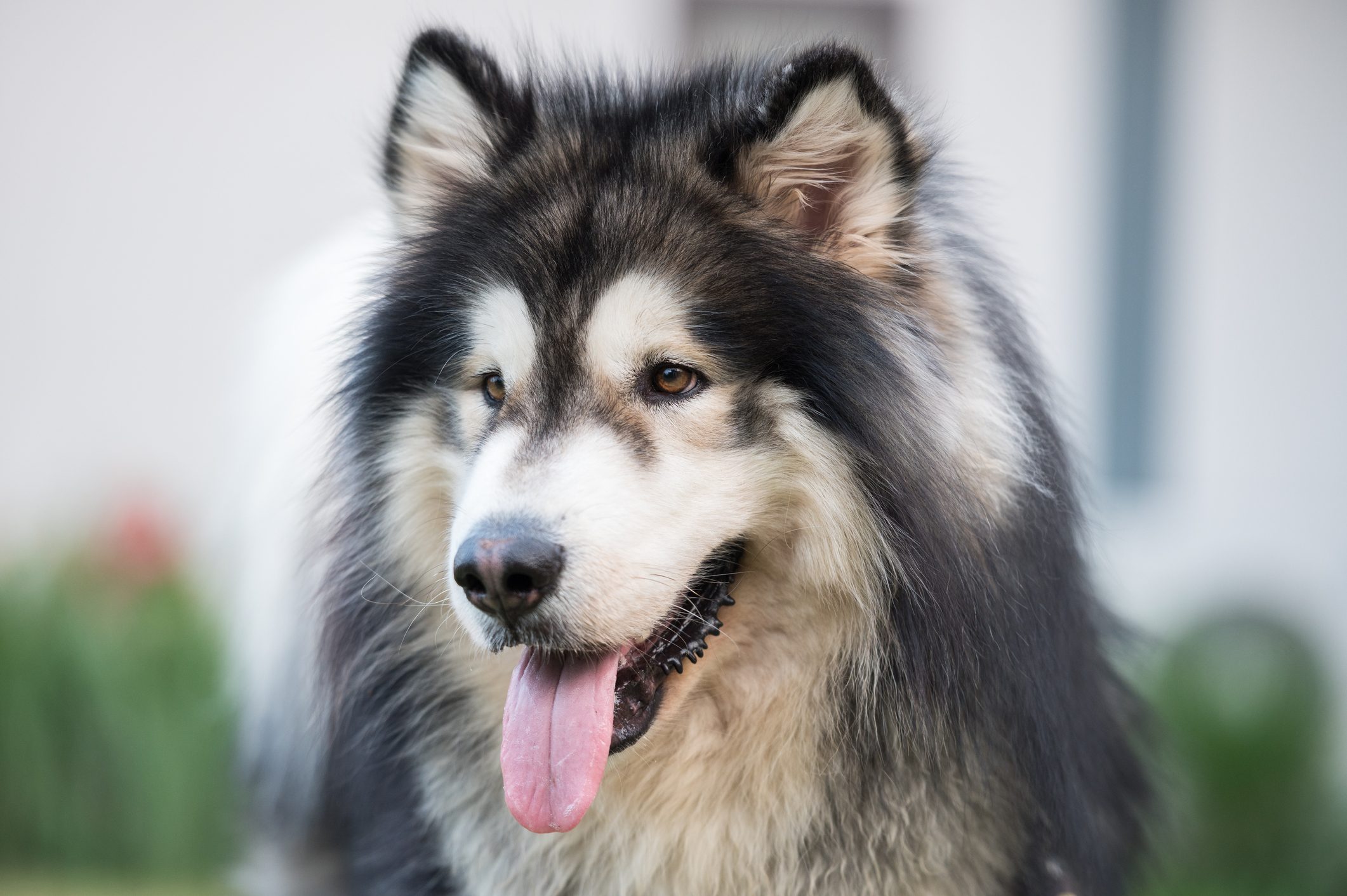 Alaskan Malamute dogs in Khao Kho District, Thailand