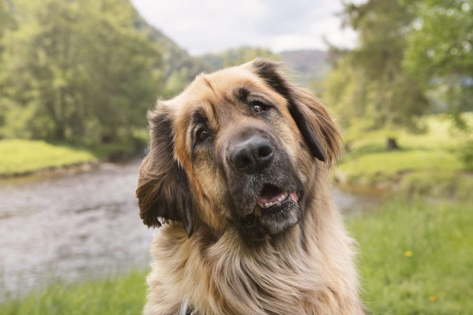 Outdoor close-up leonberger dog posing on the river side in Cairngorms National Park, Scotland.