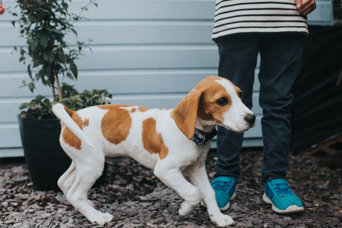 Beagle Puppy with Child