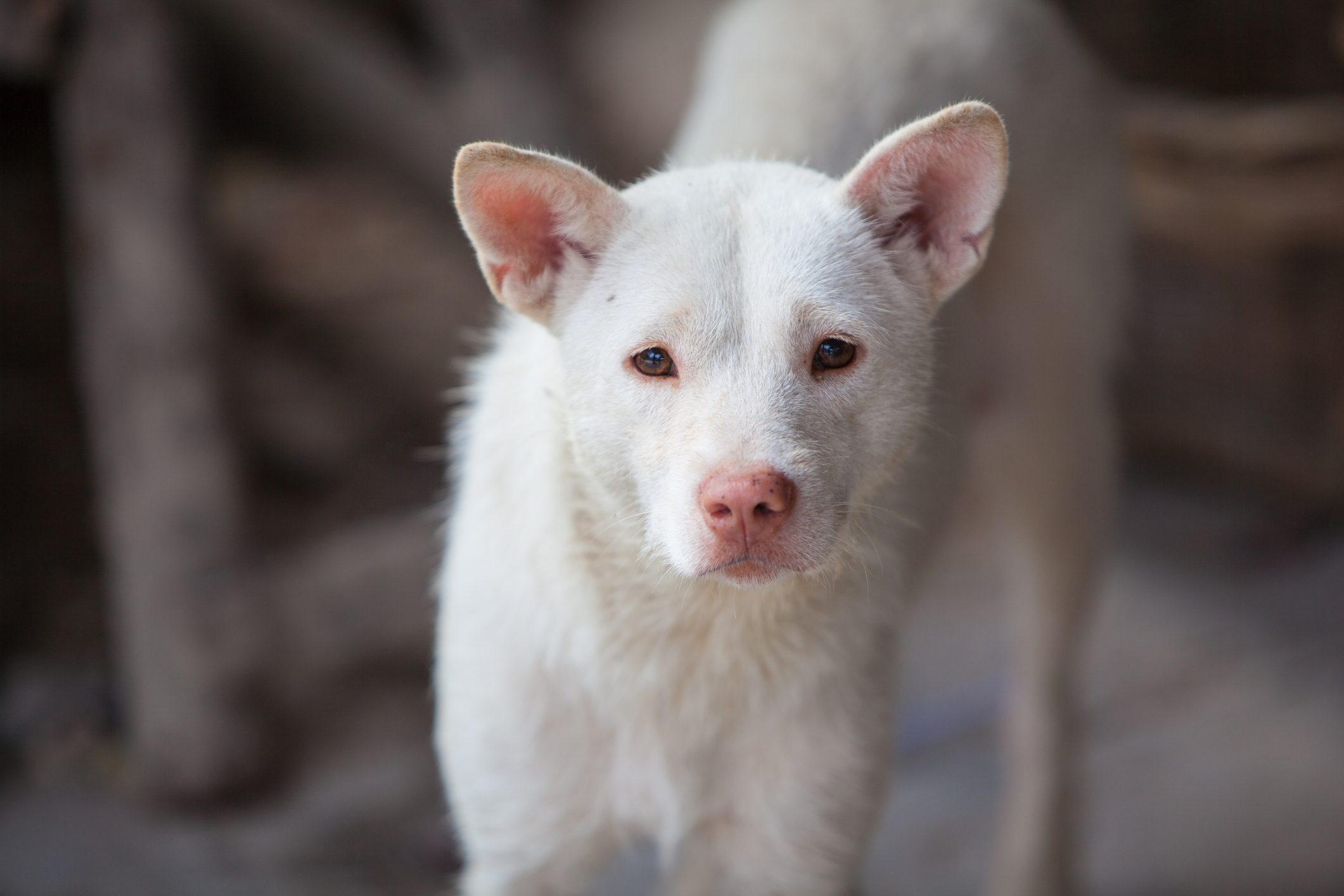 ChineseXiasi Quan dog close up