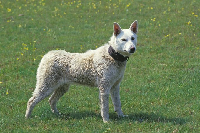 Kishu Ken dog standing outside