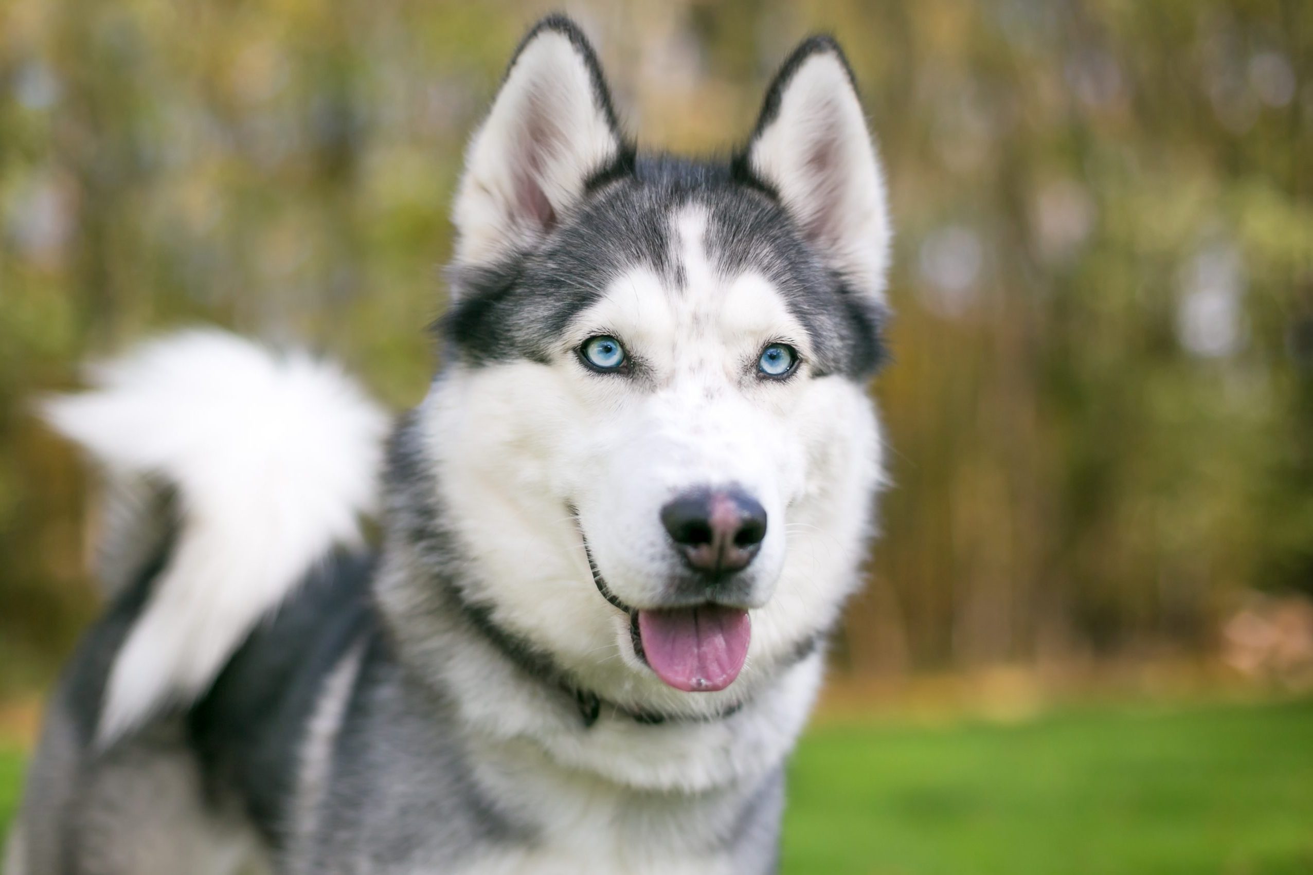 A purebred Siberian Husky dog with blue eyes