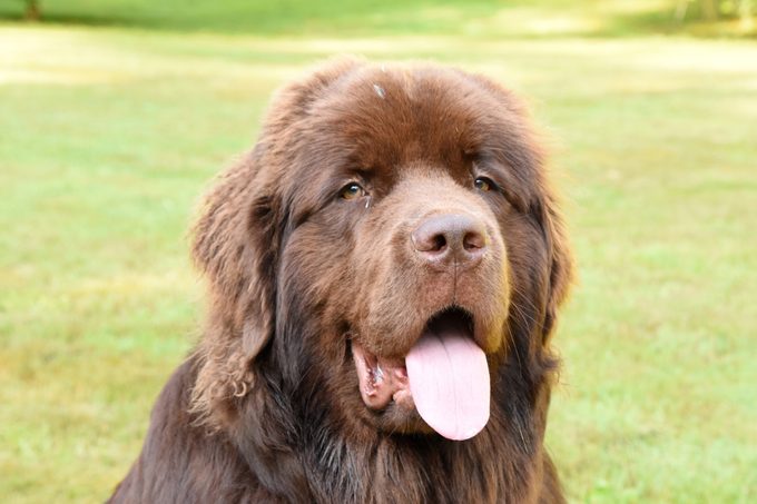 Large Chocolate Brown Newfoundland Dog on a Summer Day