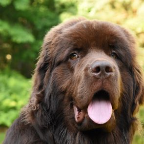 Large Chocolate Brown Newfoundland Dog on a Summer Day