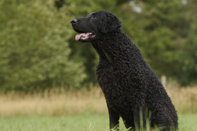 Black Curly Coated Retriever