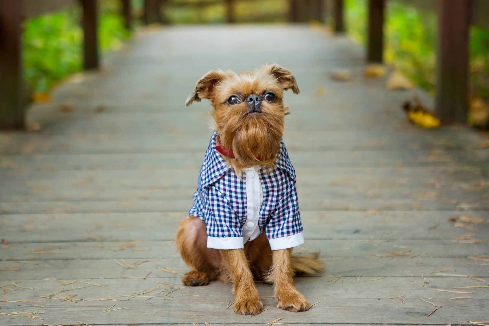 Brussels Griffon in autumn on a walk in the Park