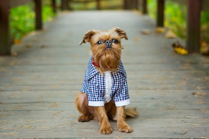 Brussels Griffon in autumn on a walk in the Park