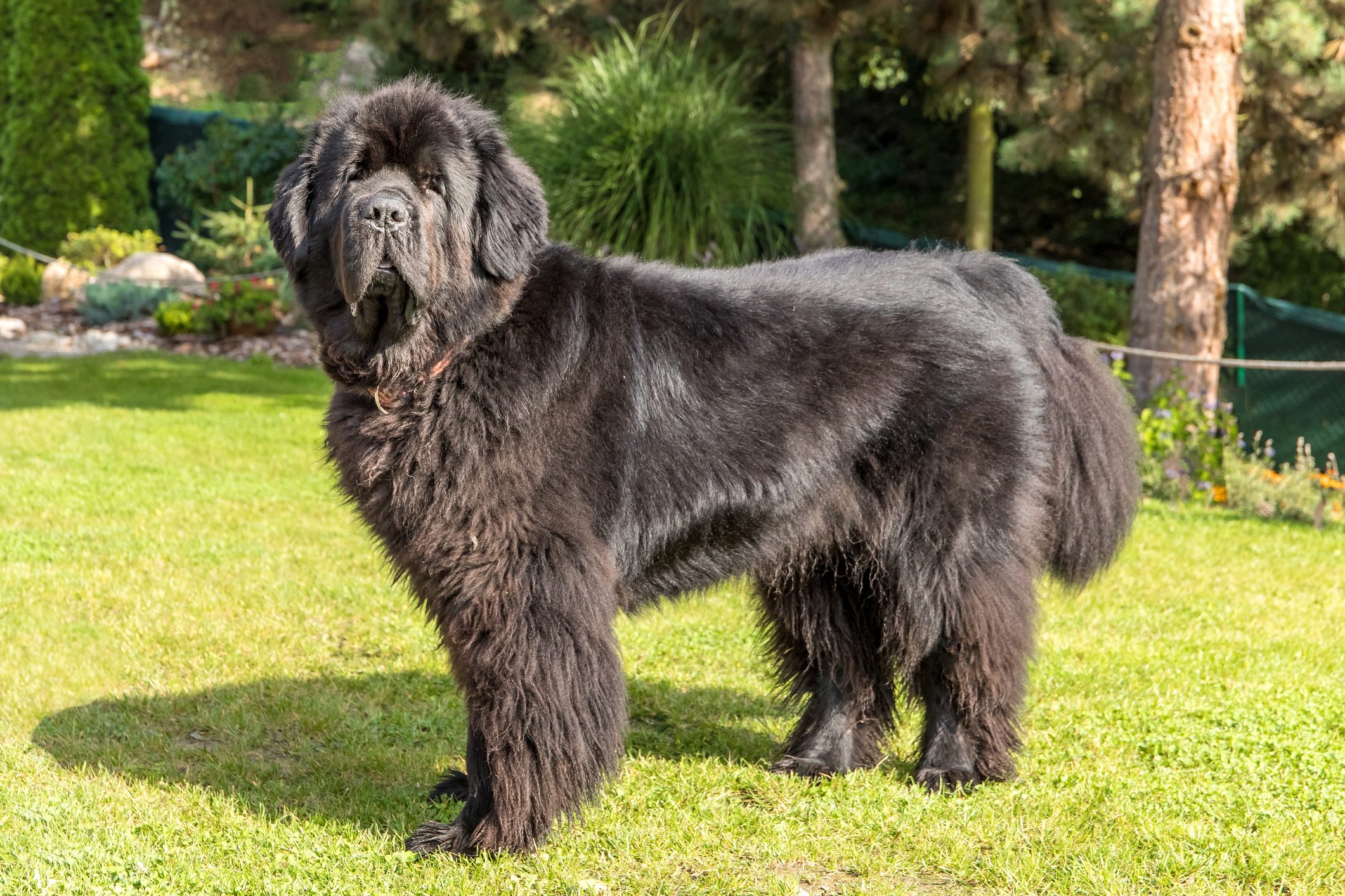 large newfoundland dog standing outside