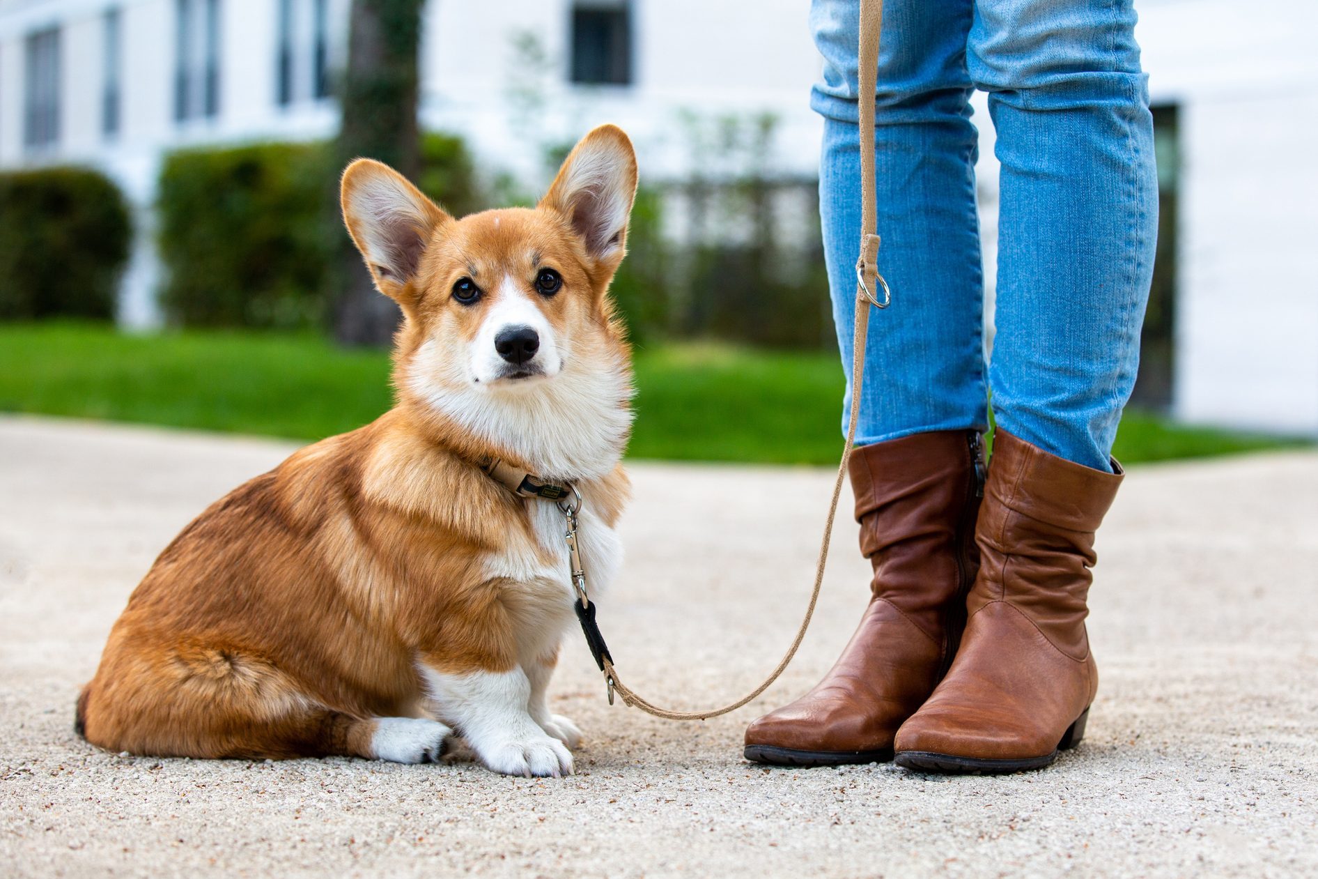 close up of corgi sitting near owner's legs outside