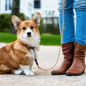 close up of corgi sitting near owner's legs outside