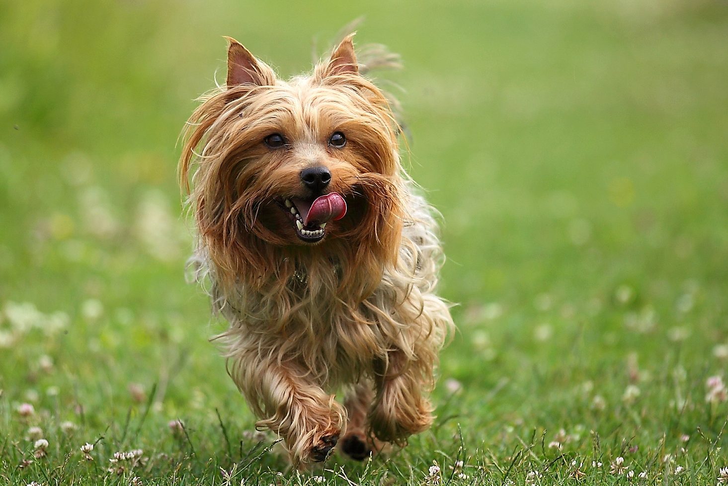 Running Silky Terrier