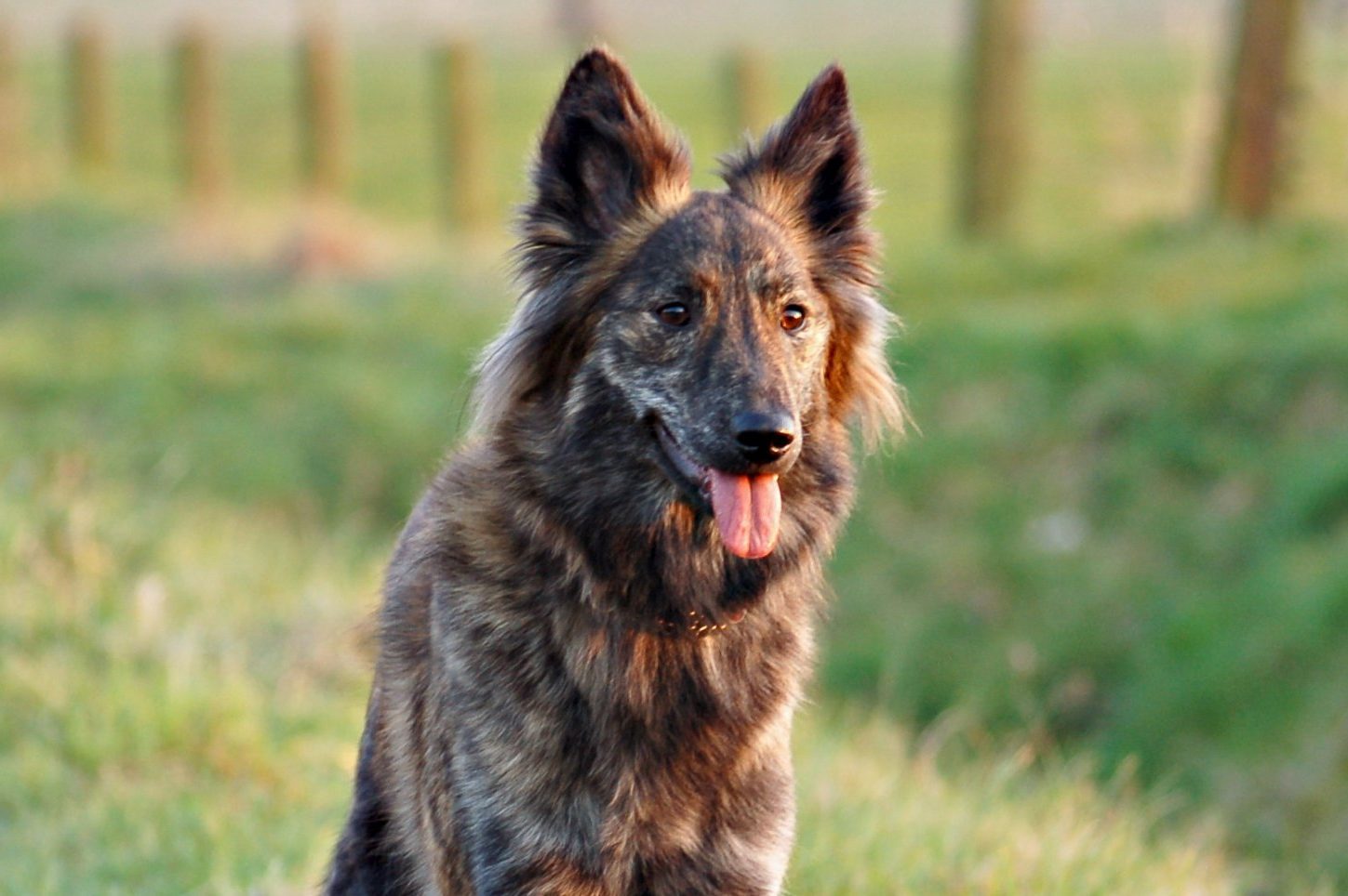 Dutch Shepherd Dog