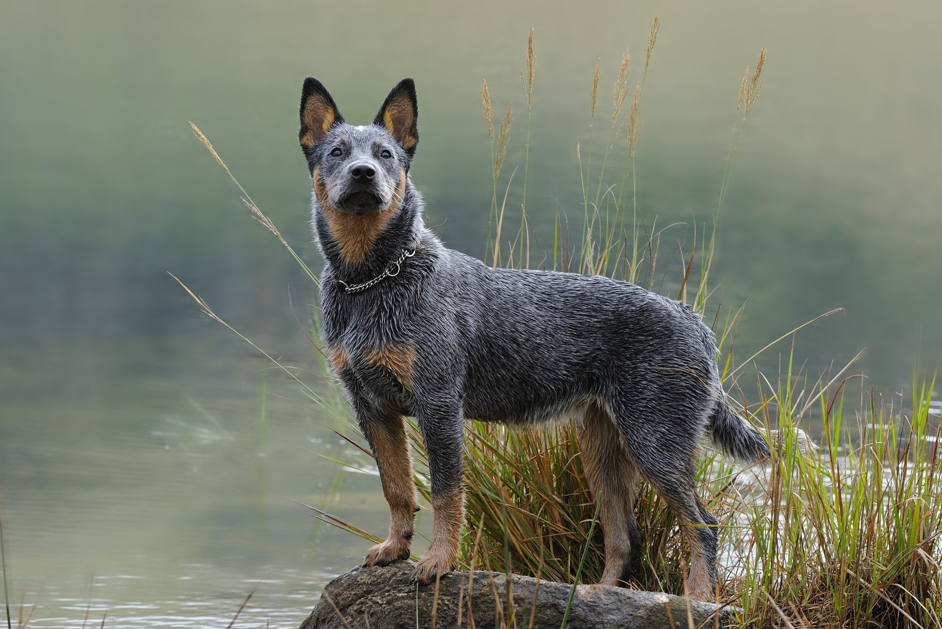 Australian Cattle Dog puppy