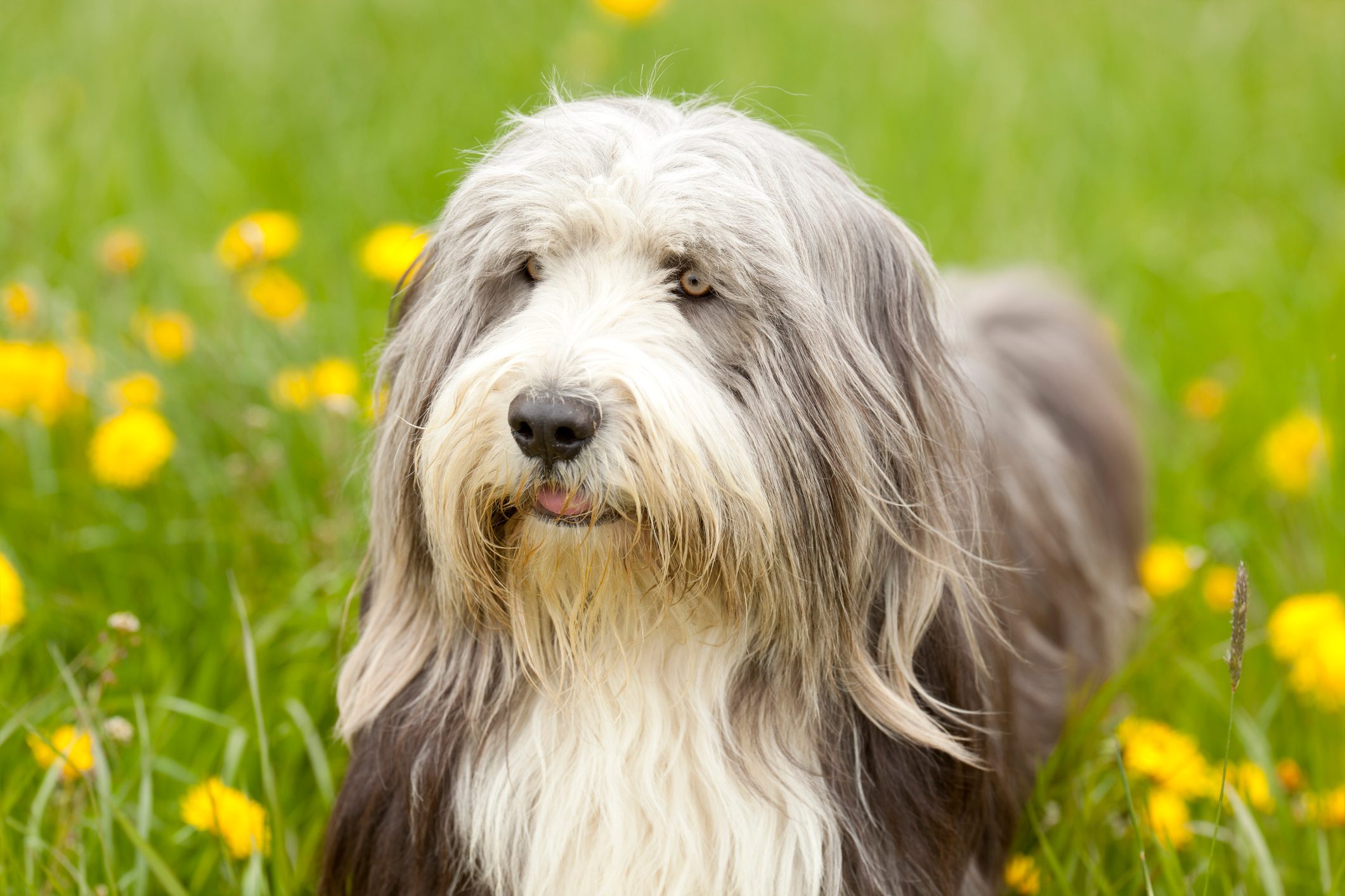 beautiful bearded collie