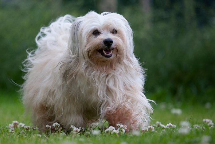 A sable colored 6 years young male havanese dog on green grass with daisies