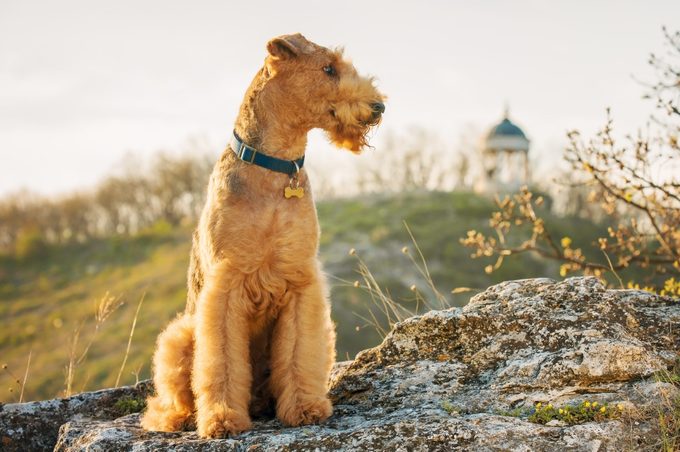airedale terrier sitting on rock outside