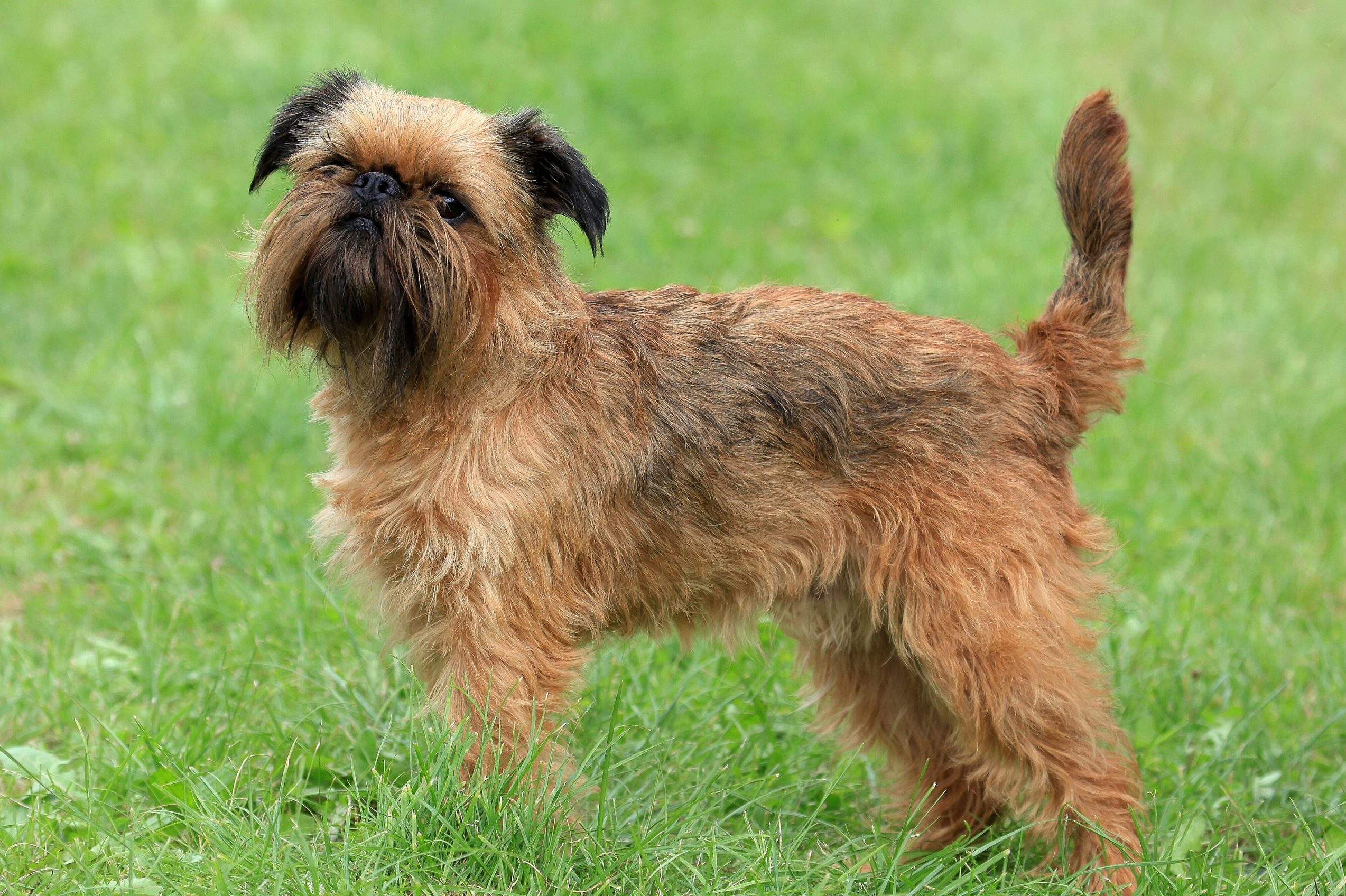 Brussels Griffon in grass