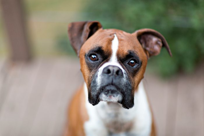 Boxer dog portrait